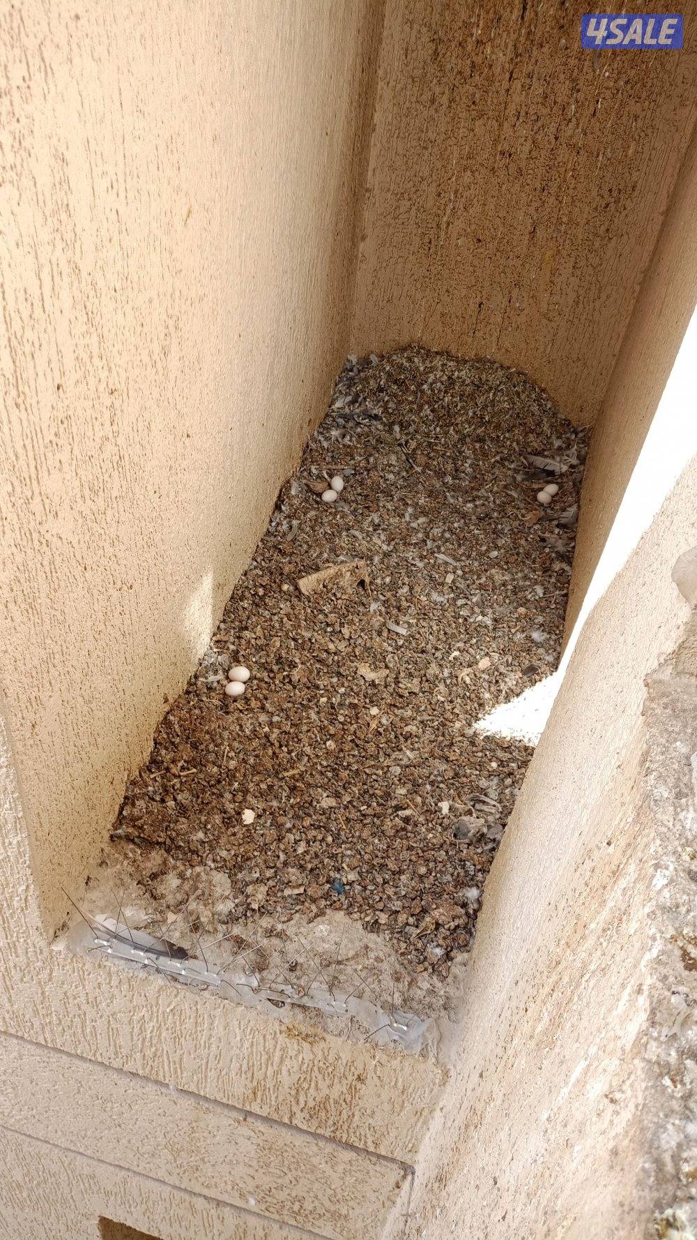 طارد حمام وطيور بأرخص الاسعار6