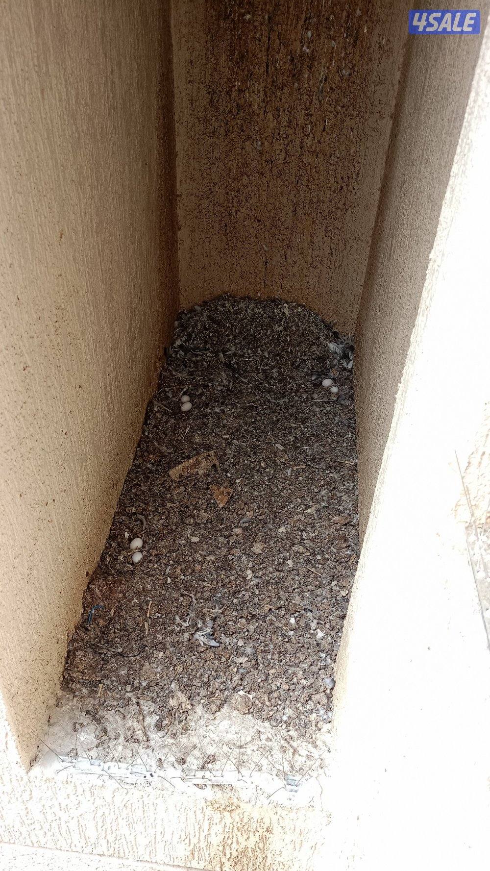 طارد حمام وطيور بأرخص الاسعار7