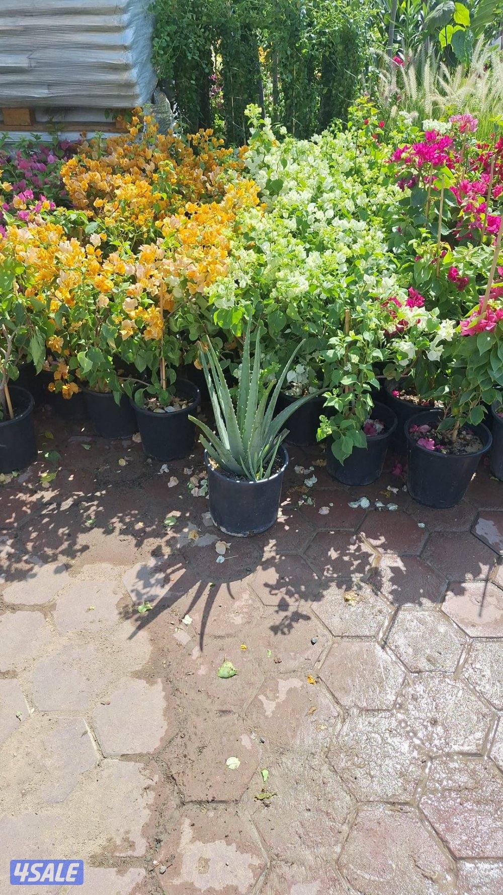 تيل صناعي تيل طبيعي أسوار تركي بديل خشب ثري دي ايناره8