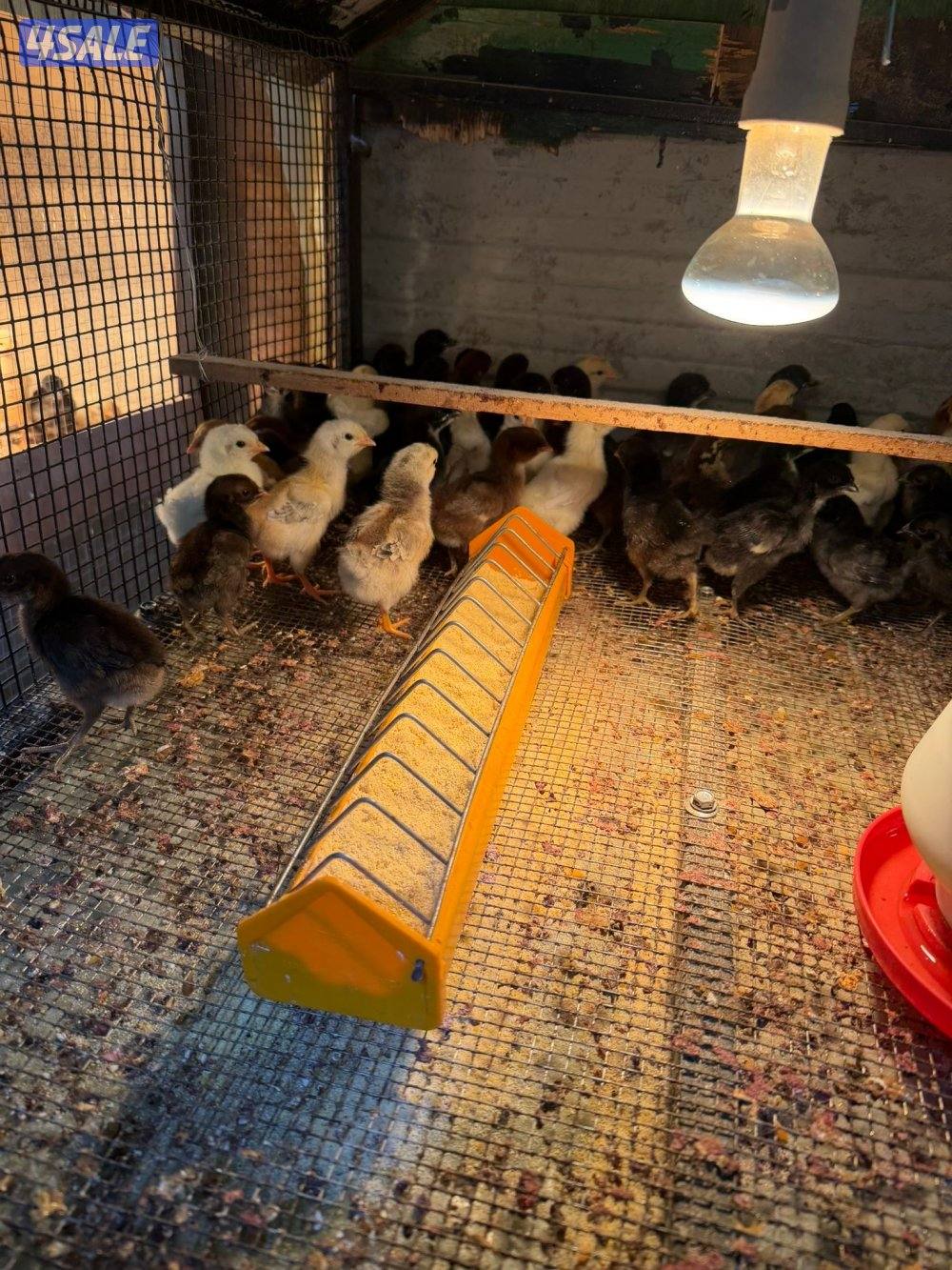 للبيع صيصان عربي وعراقي السعر حسب العمر1