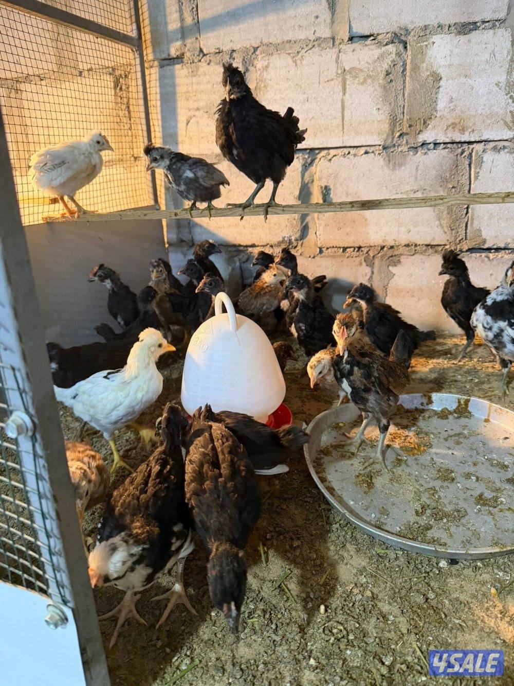 للبيع صيصان عربي وعراقي السعر حسب العمر2