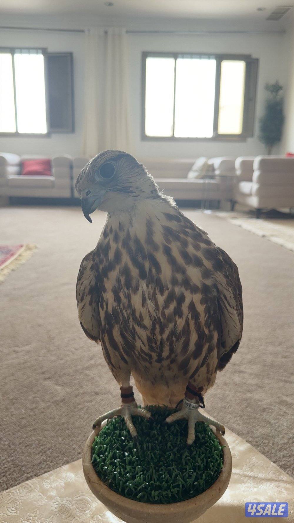 الطير طيب ويجي ع الملواح ويلحق الحمام0