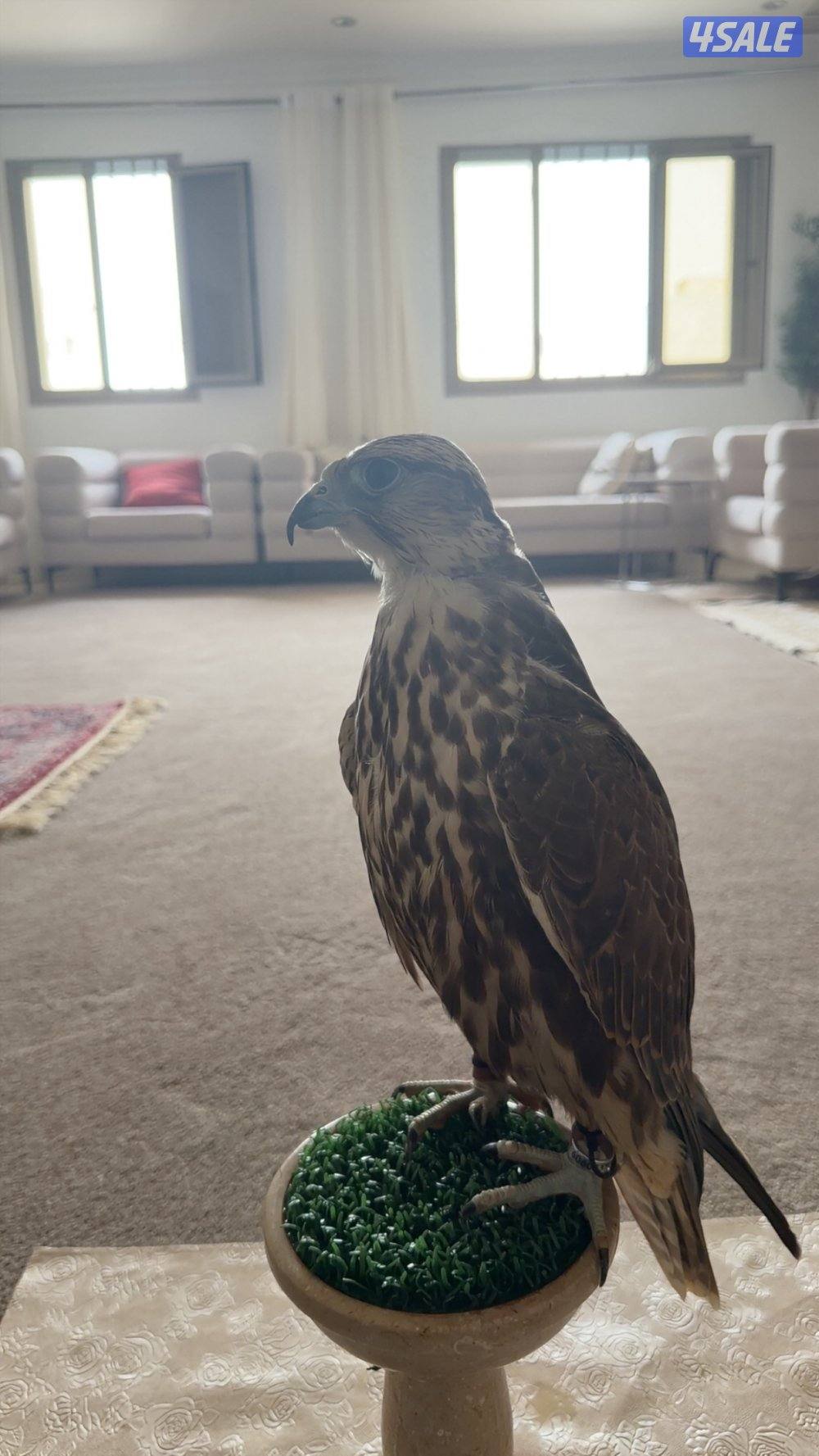 الطير طيب ويجي ع الملواح ويلحق الحمام1