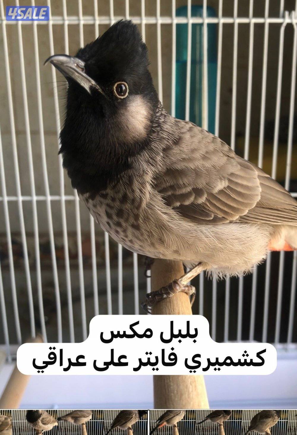 للبيع بلبل مكس كشميري فايتر وبلبل كشميري0