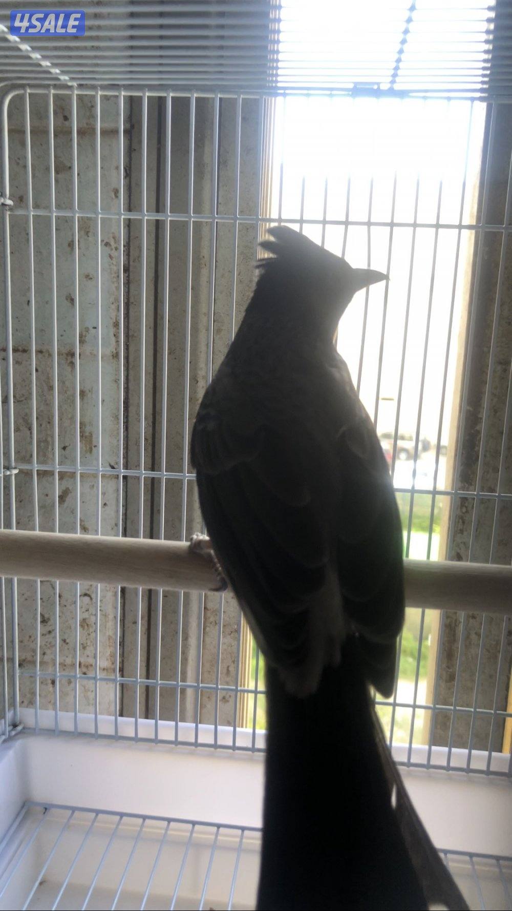 للبيع بلبل مكس كشميري فايتر وبلبل كشميري2