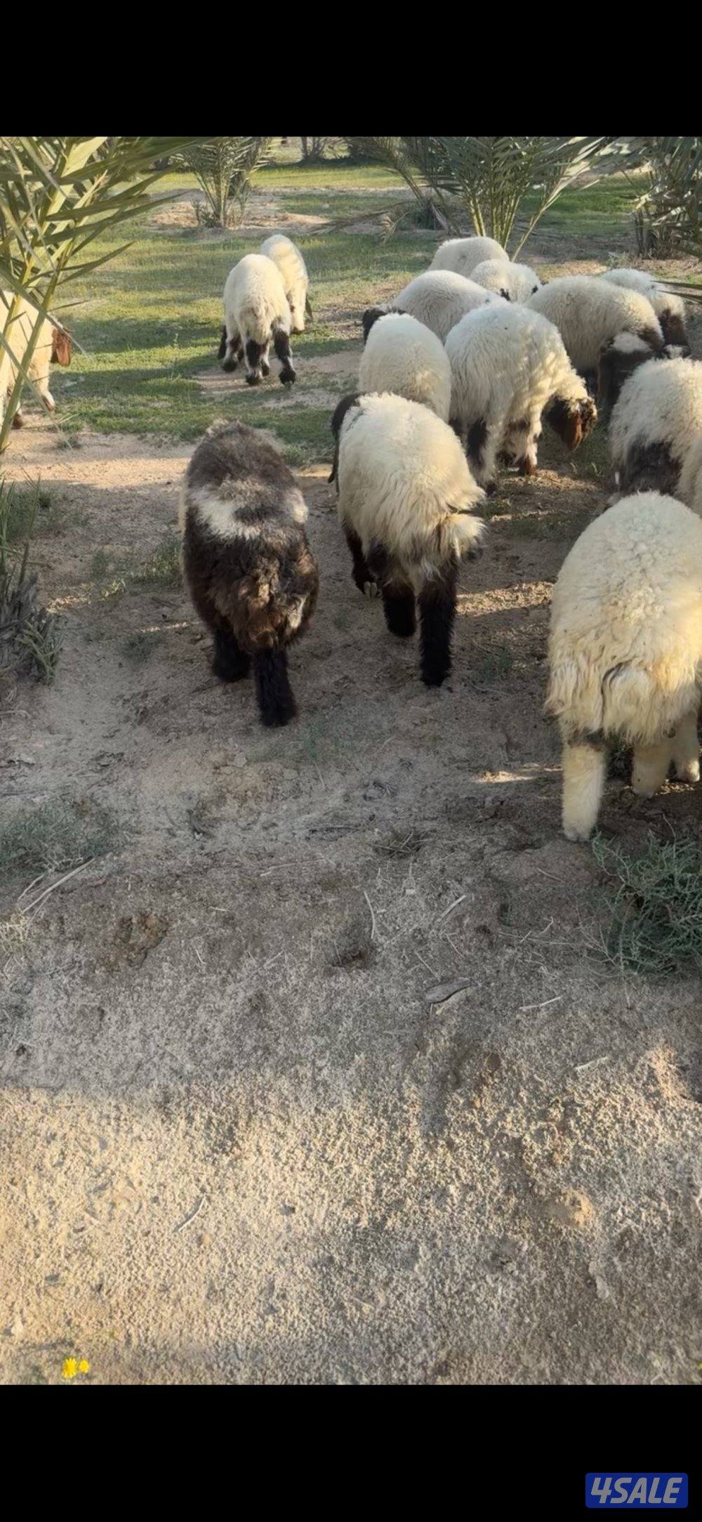 للبيع خرفان ورخال بين شهرين ونص و٣ شهور الوفرة1