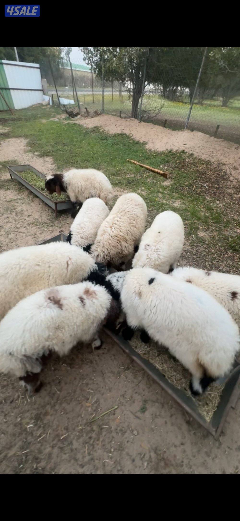 للبيع خرفان ورخال بين شهرين ونص و٣ شهور الوفرة2