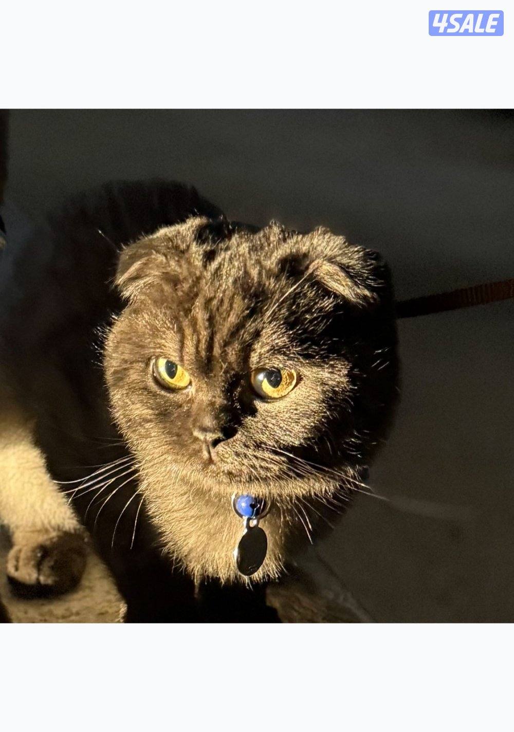 للبيع ذكر سكوتش فولد0