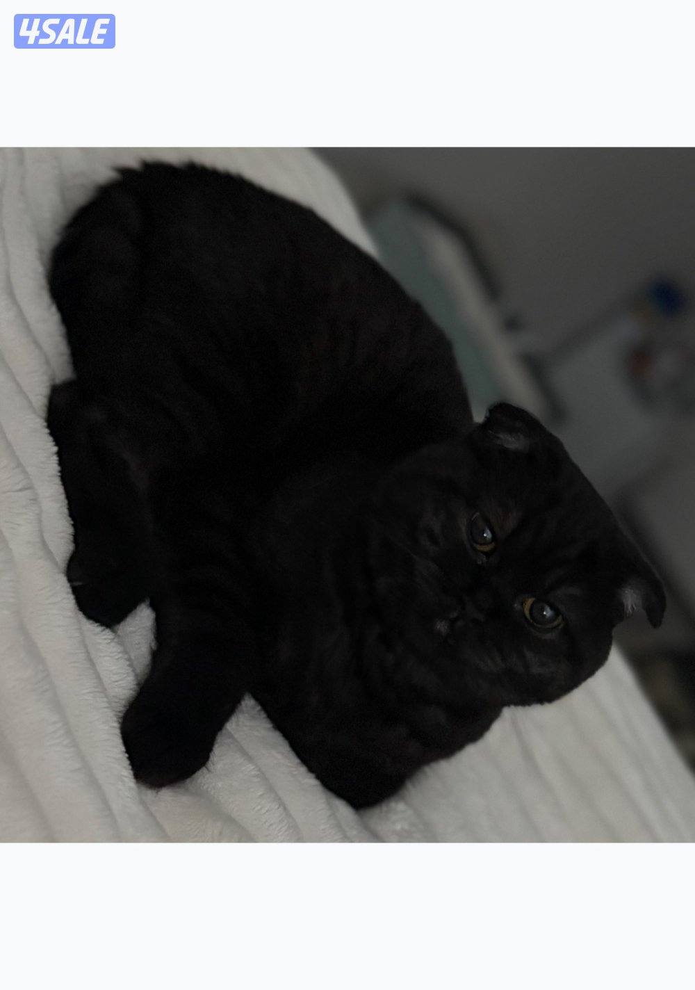 للبيع ذكر سكوتش فولد1