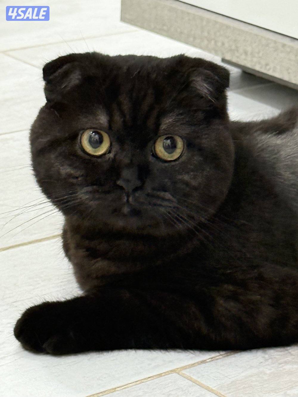 للبيع ذكر سكوتش فولد2