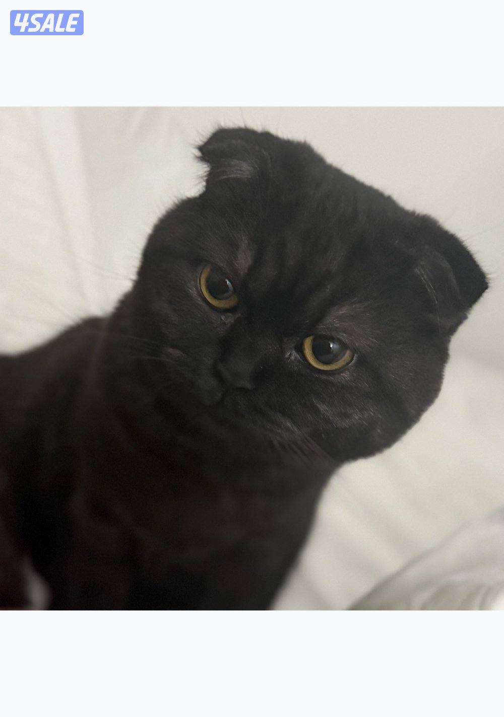 للبيع ذكر سكوتش فولد4