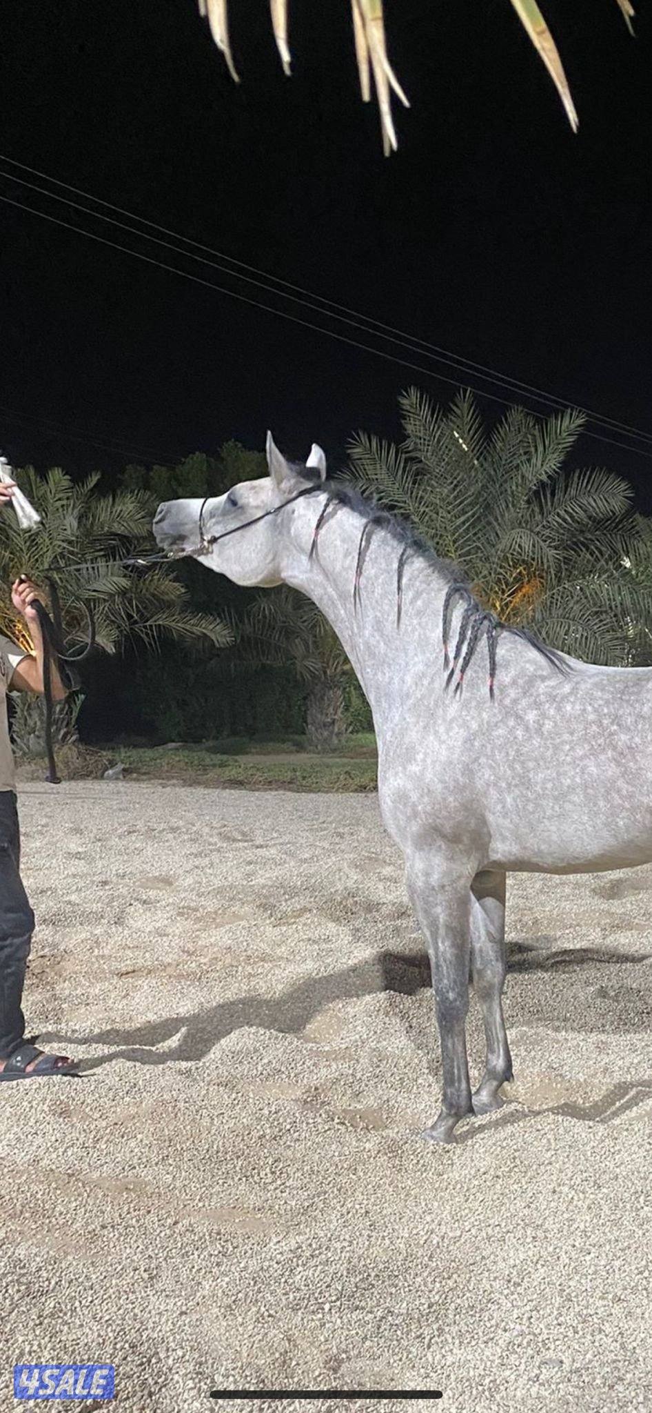 فرس واهو مكس0