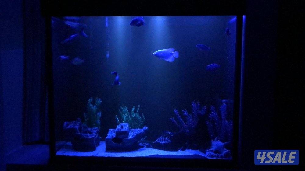 للبيع حوض سمك نهري0