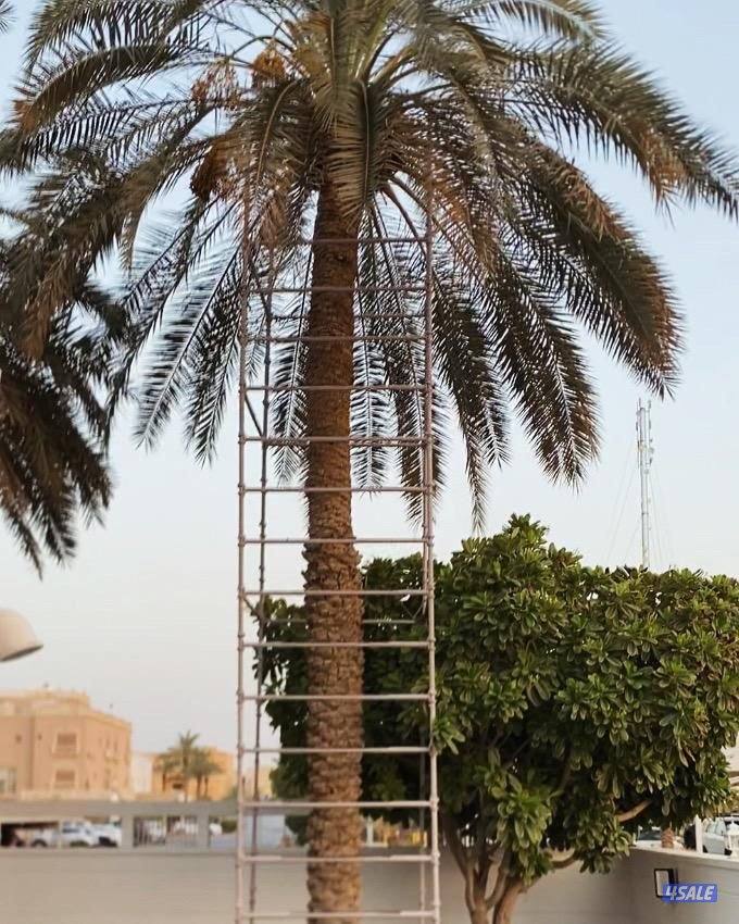 تبي حل حق ضعف اللقاح  للإيجار سقالة نخل ممتازه ذات جوده2