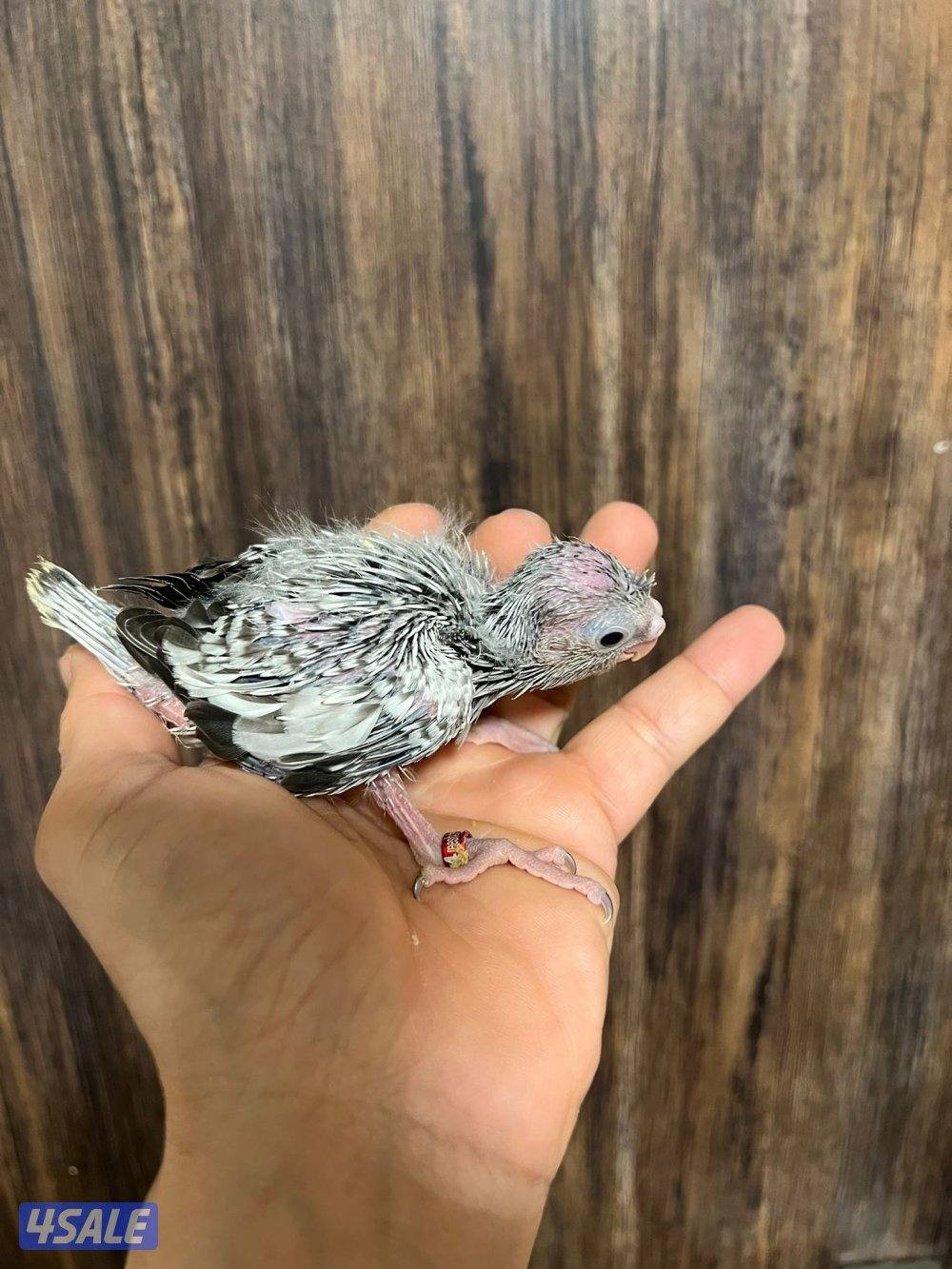 فروخ كروان انتاج الكويت0