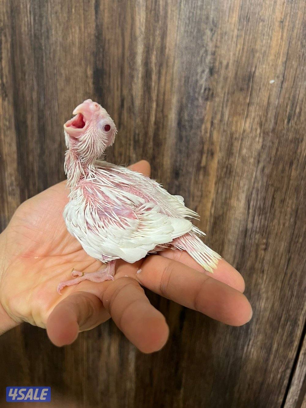 فروخ كروان انتاج الكويت2