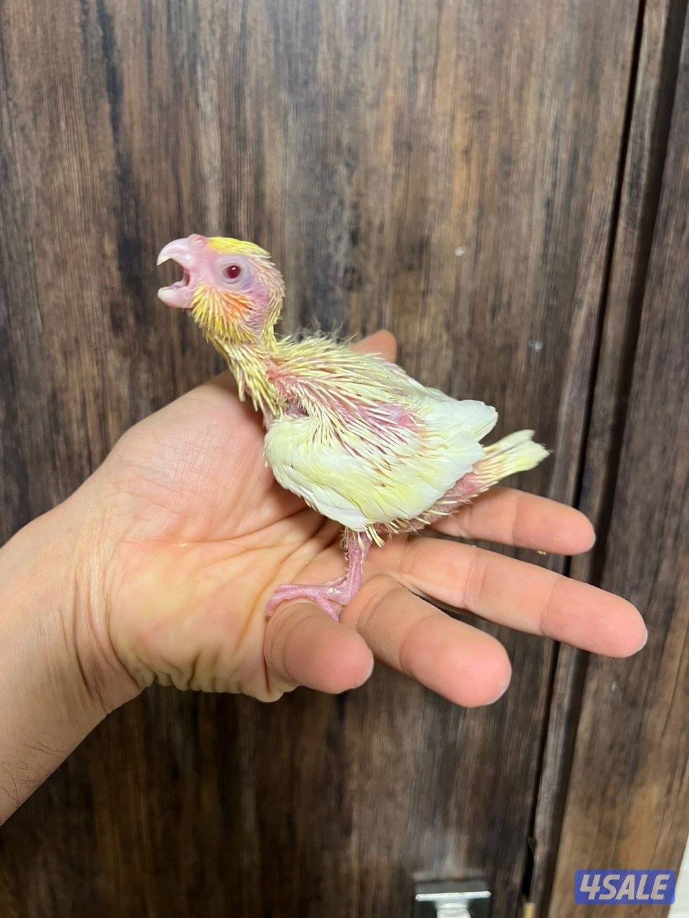 فروخ كروان انتاج الكويت3