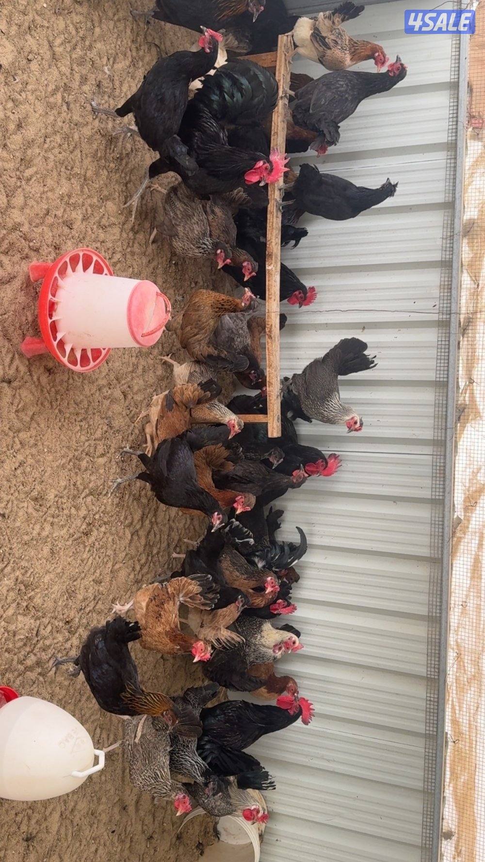 للبيع دجاج بياض0