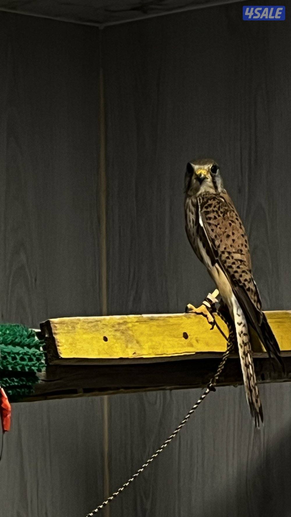 بــــاشــــــق0