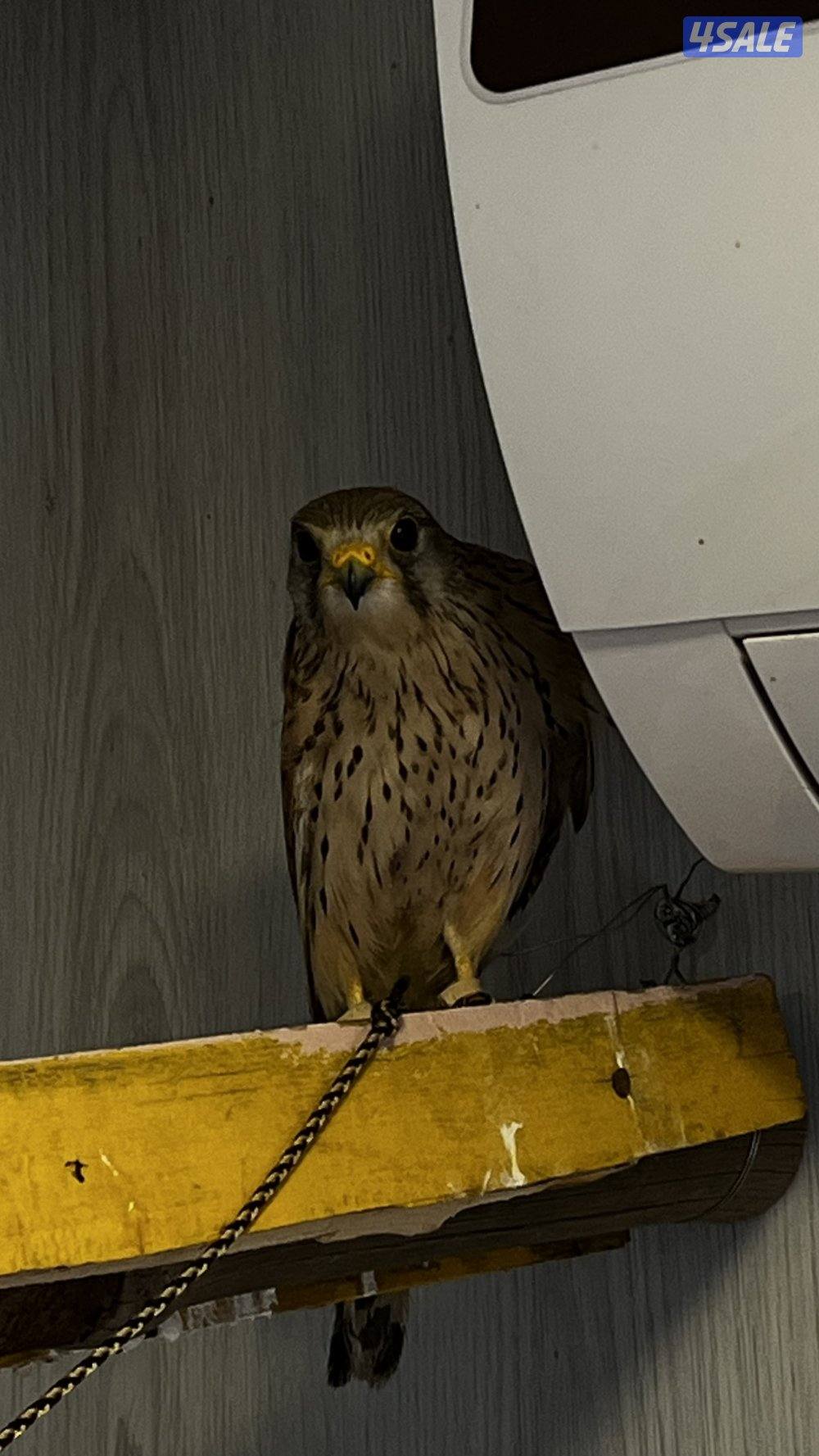 بــــاشــــــق1