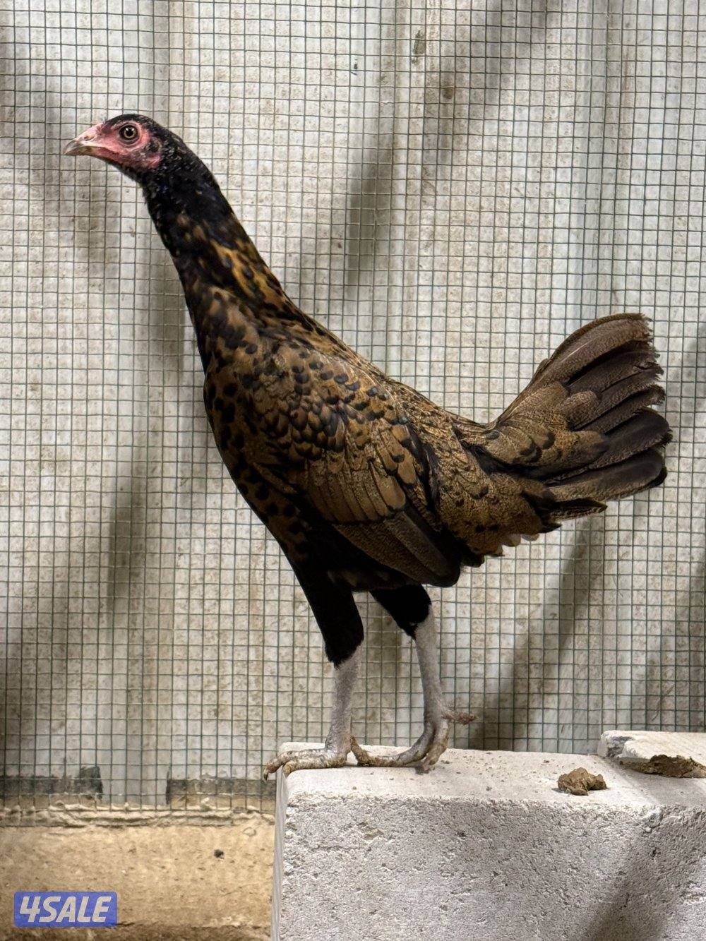 دجاج تايلندي وعربي و ودجاج خيبر0