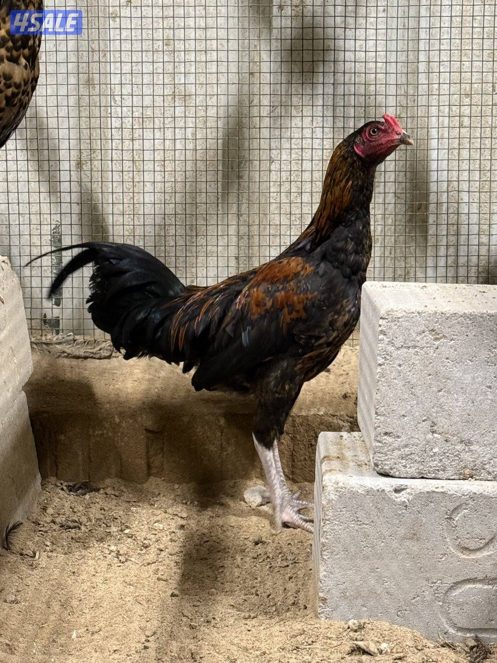 دجاج تايلندي وعربي و ودجاج خيبر1