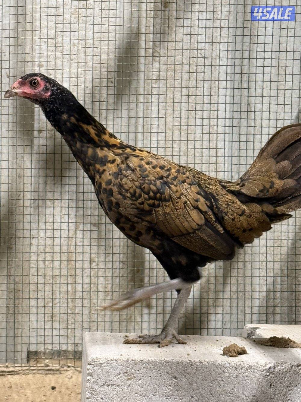 دجاج تايلندي وعربي و ودجاج خيبر2