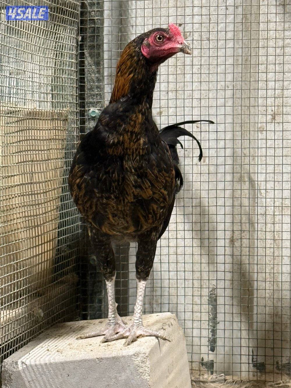 دجاج تايلندي وعربي و ودجاج خيبر3