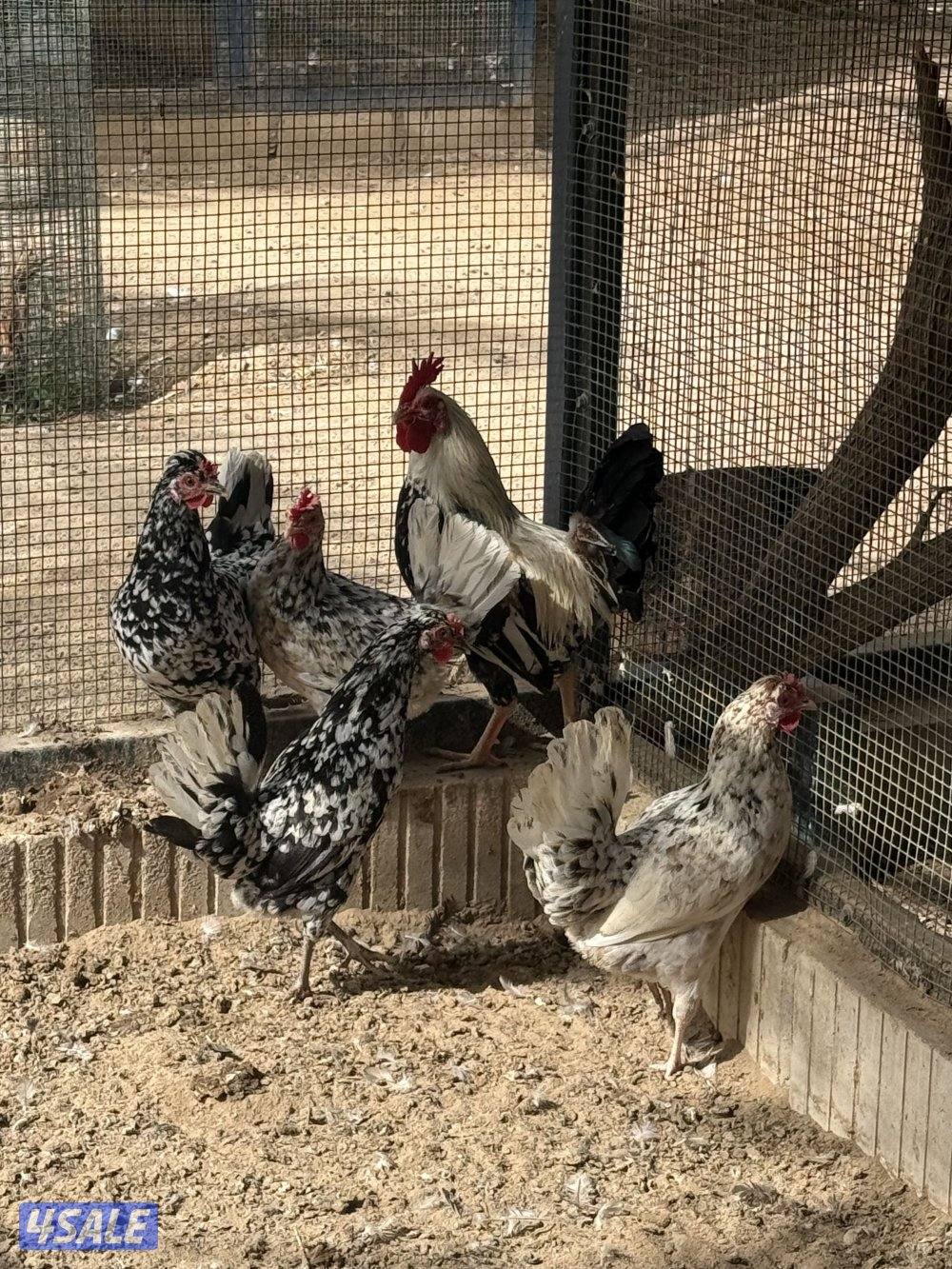 دجاج تايلندي وعربي و ودجاج خيبر7