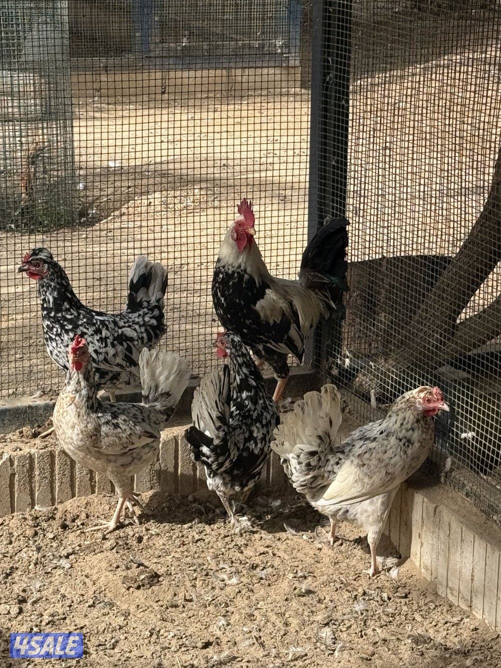 دجاج تايلندي وعربي و ودجاج خيبر10