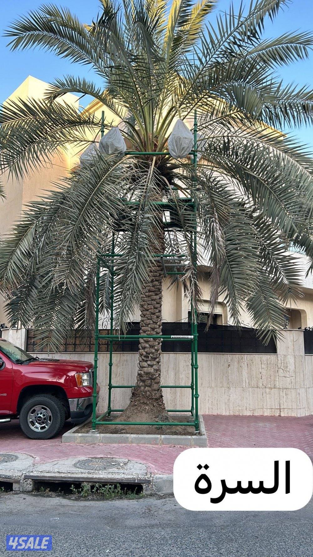 تبي حل حق ضعف اللقاح  للإيجار سقالة نخل ممتازه ذات جوده3