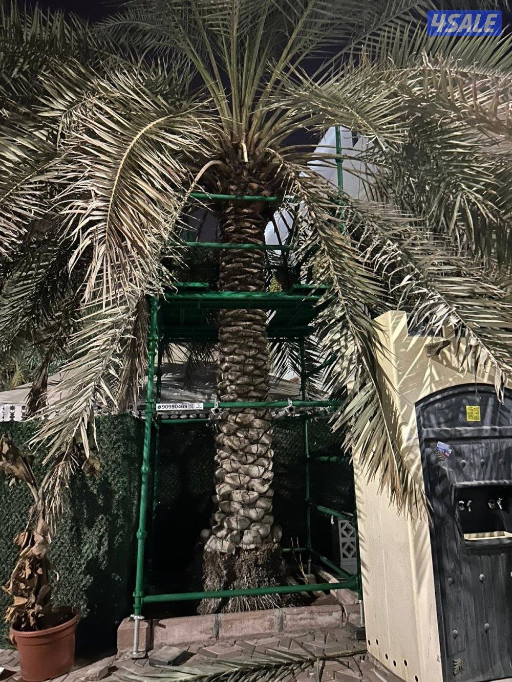 تبي حل حق ضعف اللقاح  للإيجار سقالة نخل ممتازه ذات جوده5