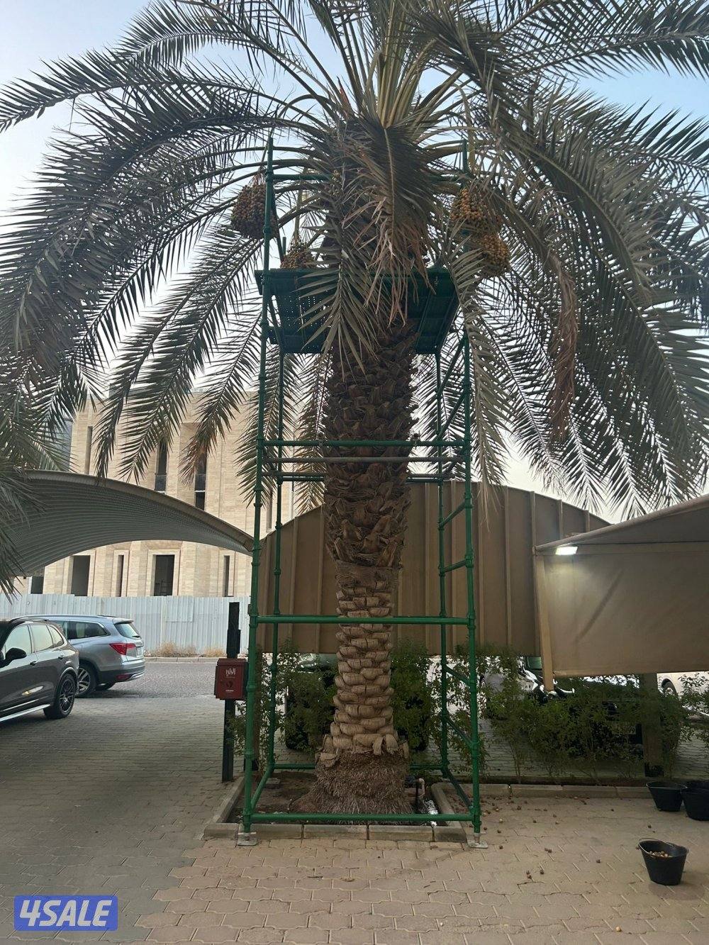 تبي حل حق ضعف اللقاح  للإيجار سقالة نخل ممتازه ذات جوده6