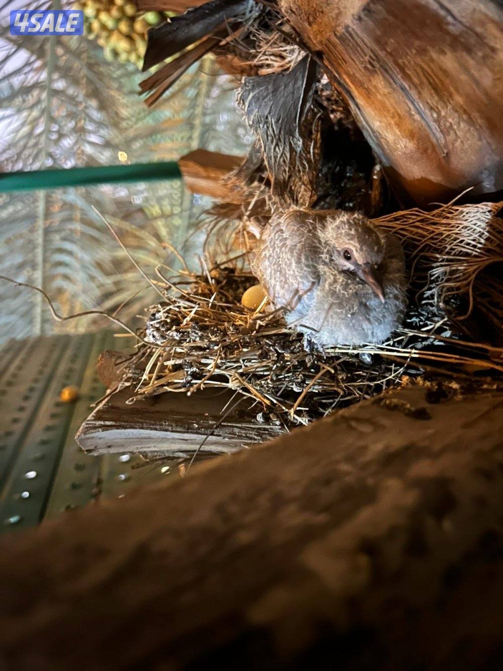 تبي حل حق ضعف اللقاح  للإيجار سقالة نخل ممتازه ذات جوده7