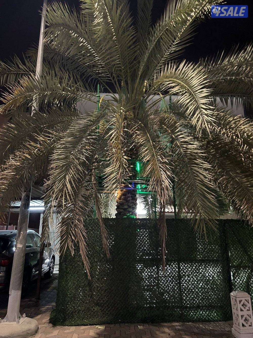 تبي حل حق ضعف اللقاح  للإيجار سقالة نخل ممتازه ذات جوده8