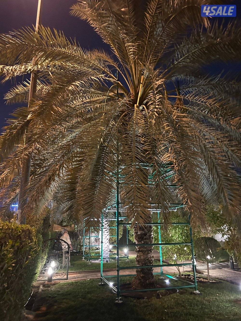 تبي حل حق ضعف اللقاح  للإيجار سقالة نخل ممتازه ذات جوده9