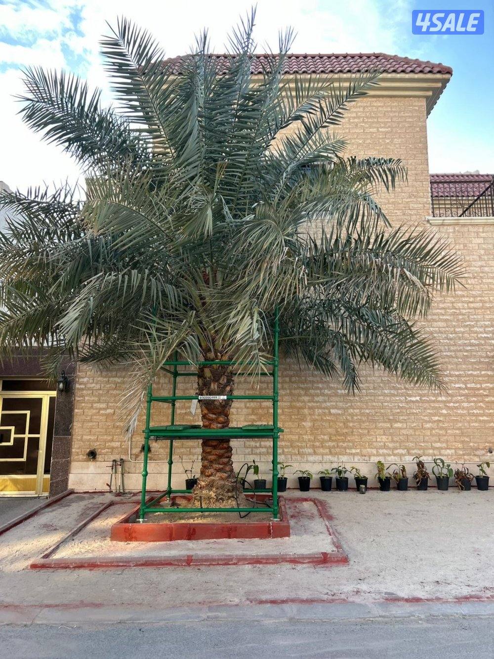 تبي حل حق ضعف اللقاح  للإيجار سقالة نخل ممتازه ذات جوده10