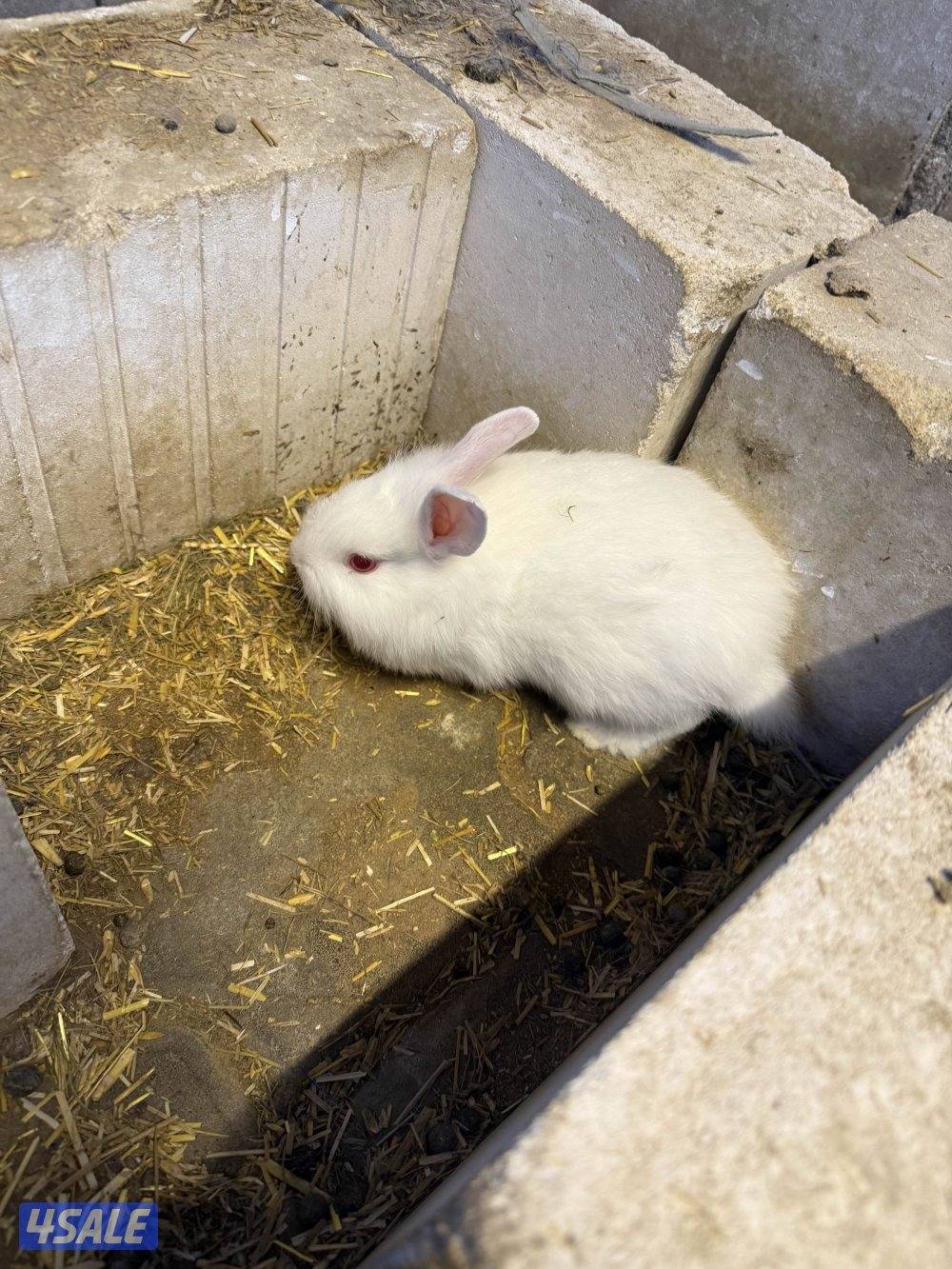 ارانب صغار0