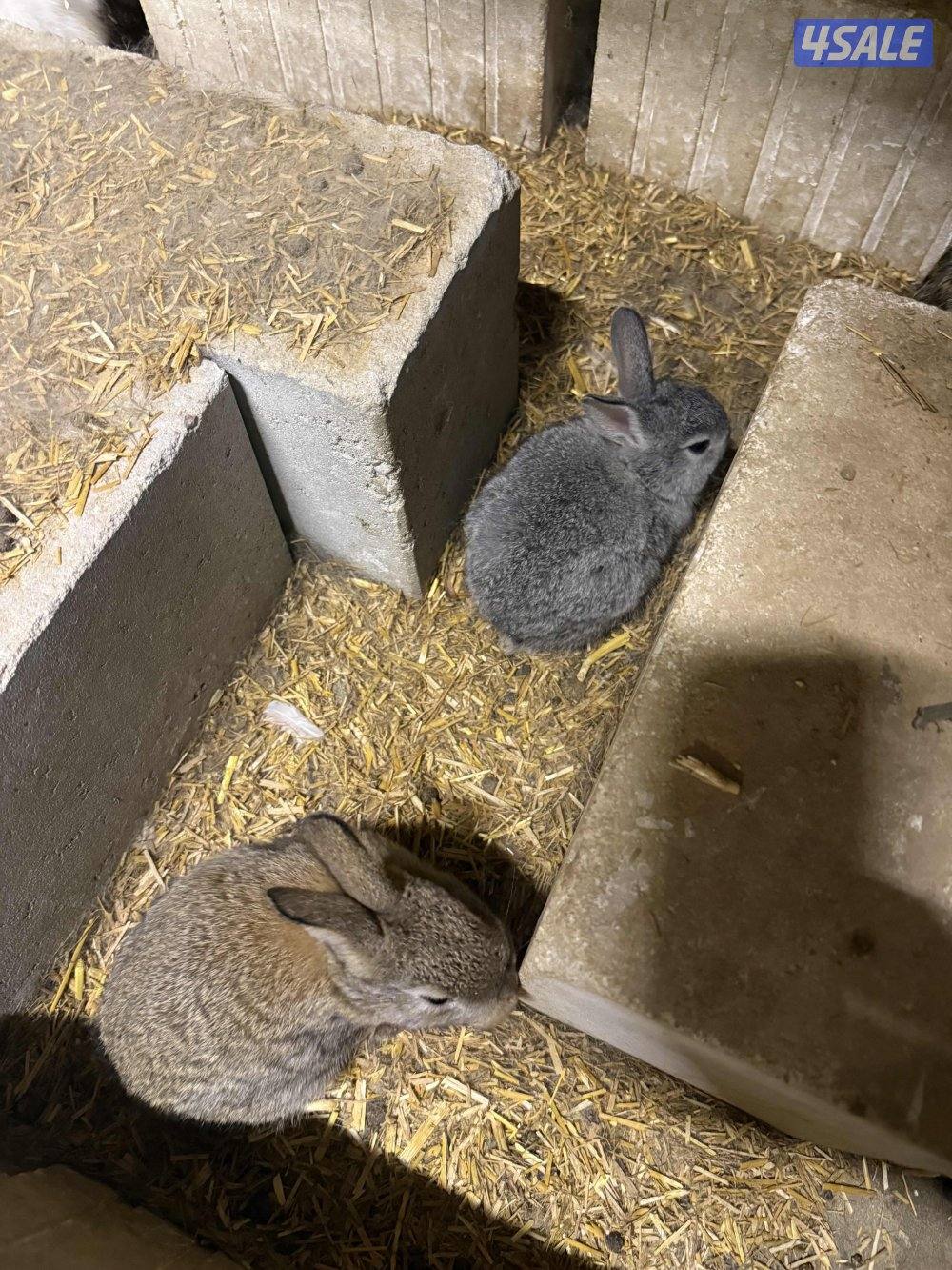 ارانب صغار1