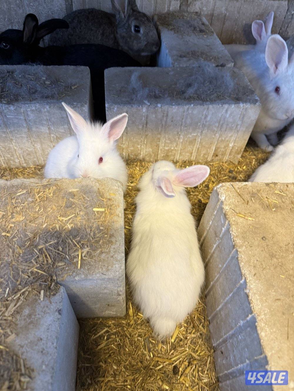 ارانب صغار2