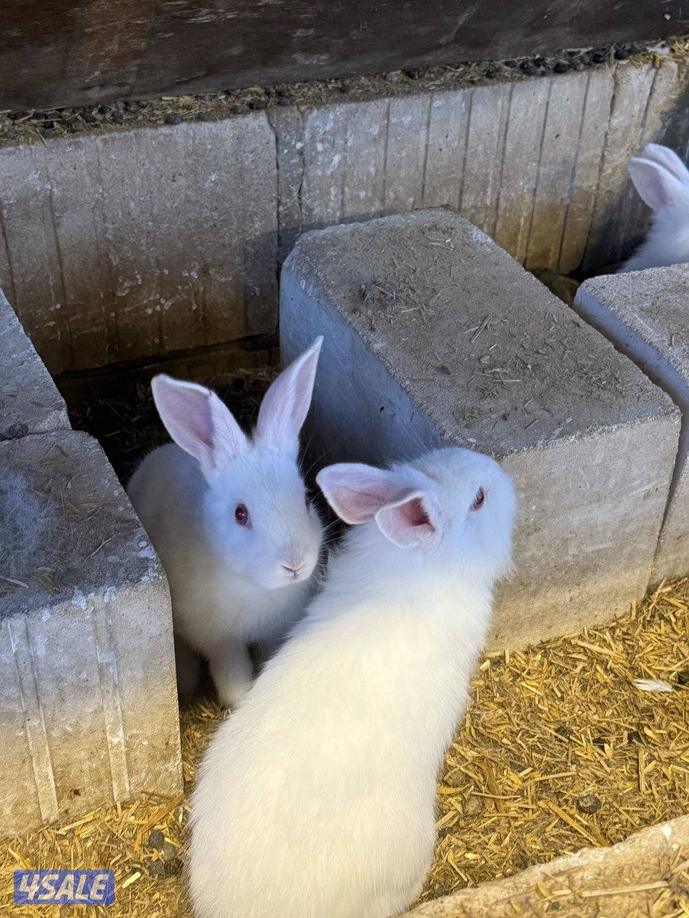 ارانب صغار3