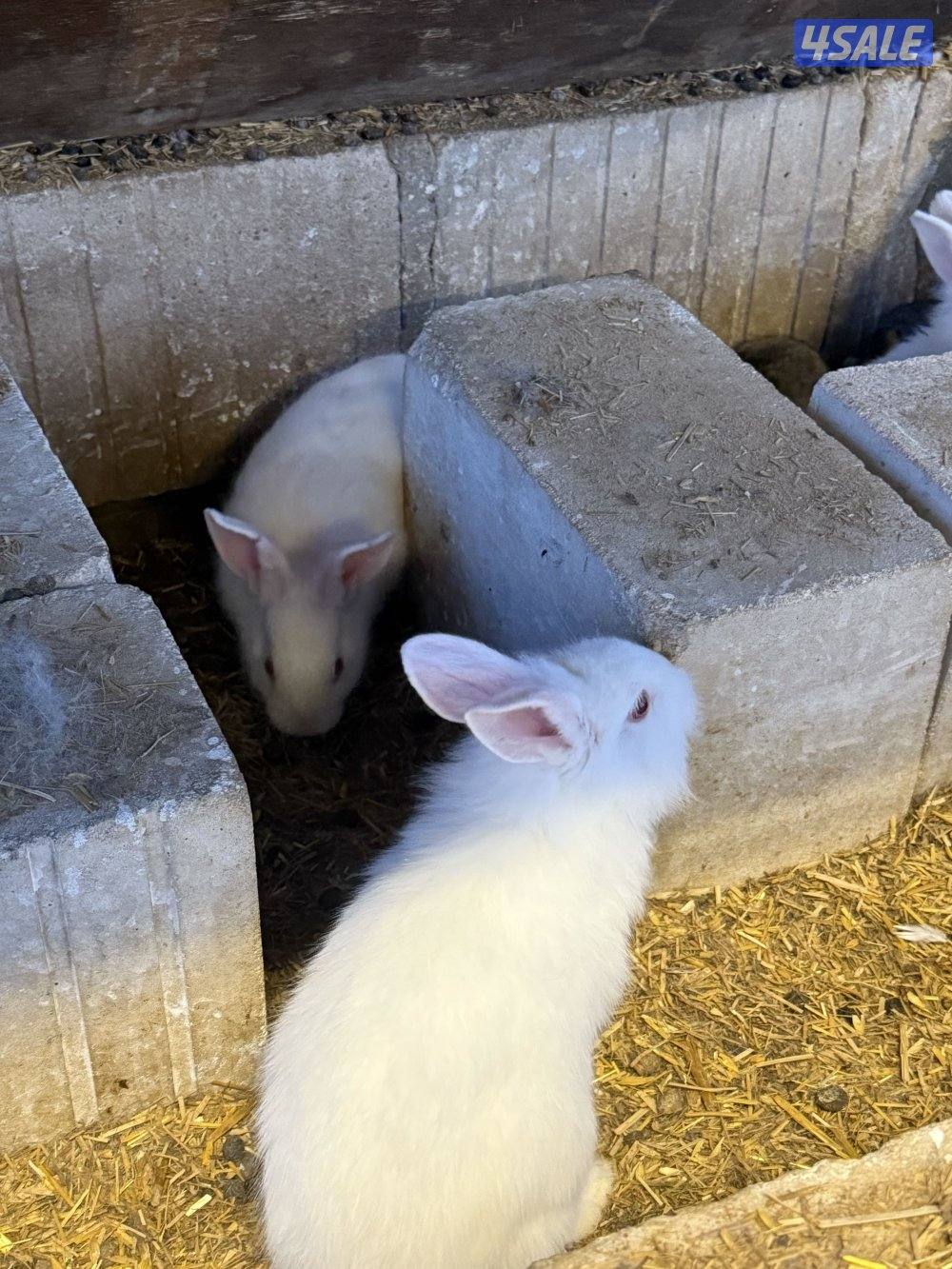 ارانب صغار4