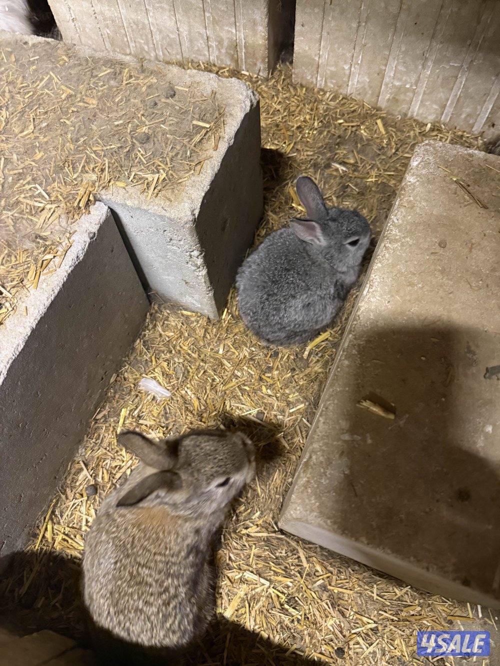 ارانب صغار5