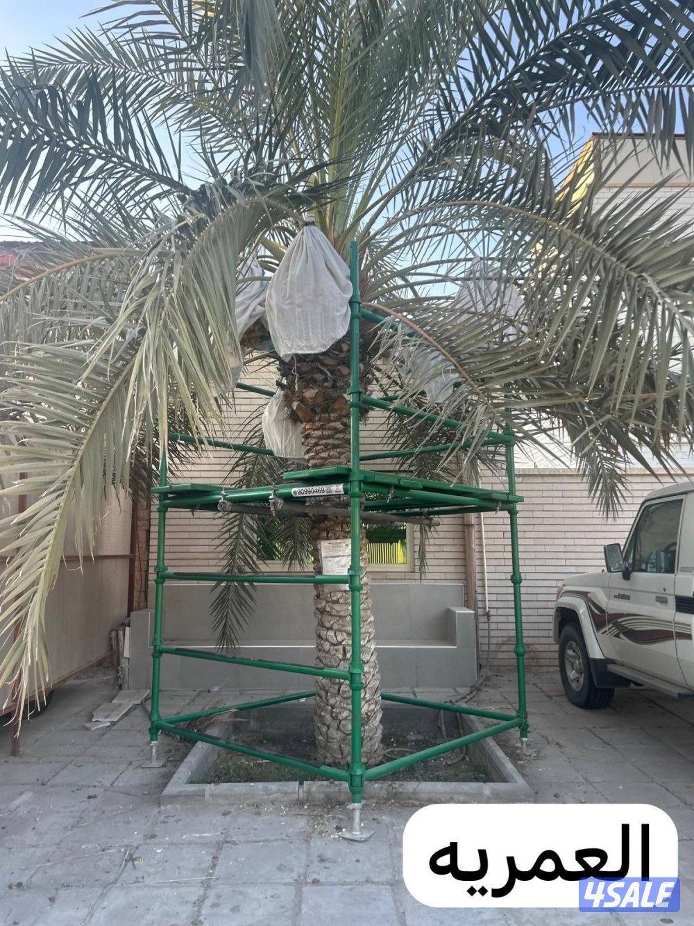 تبي حل حق ضعف اللقاح  للإيجار سقالة نخل ممتازه ذات جوده11