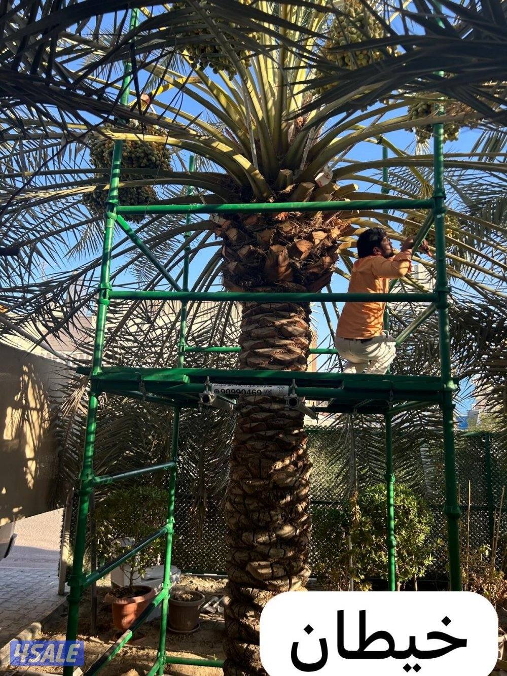 تبي حل حق ضعف اللقاح  للإيجار سقالة نخل ممتازه ذات جوده12