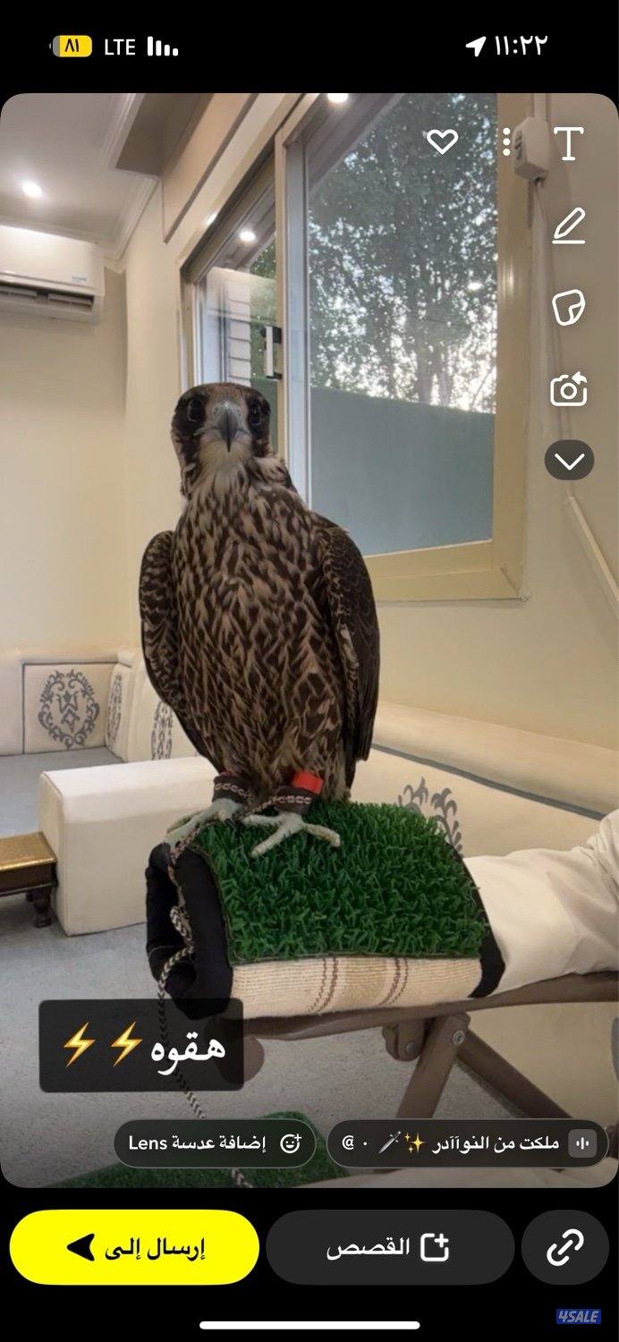 شاهين من شاهين0