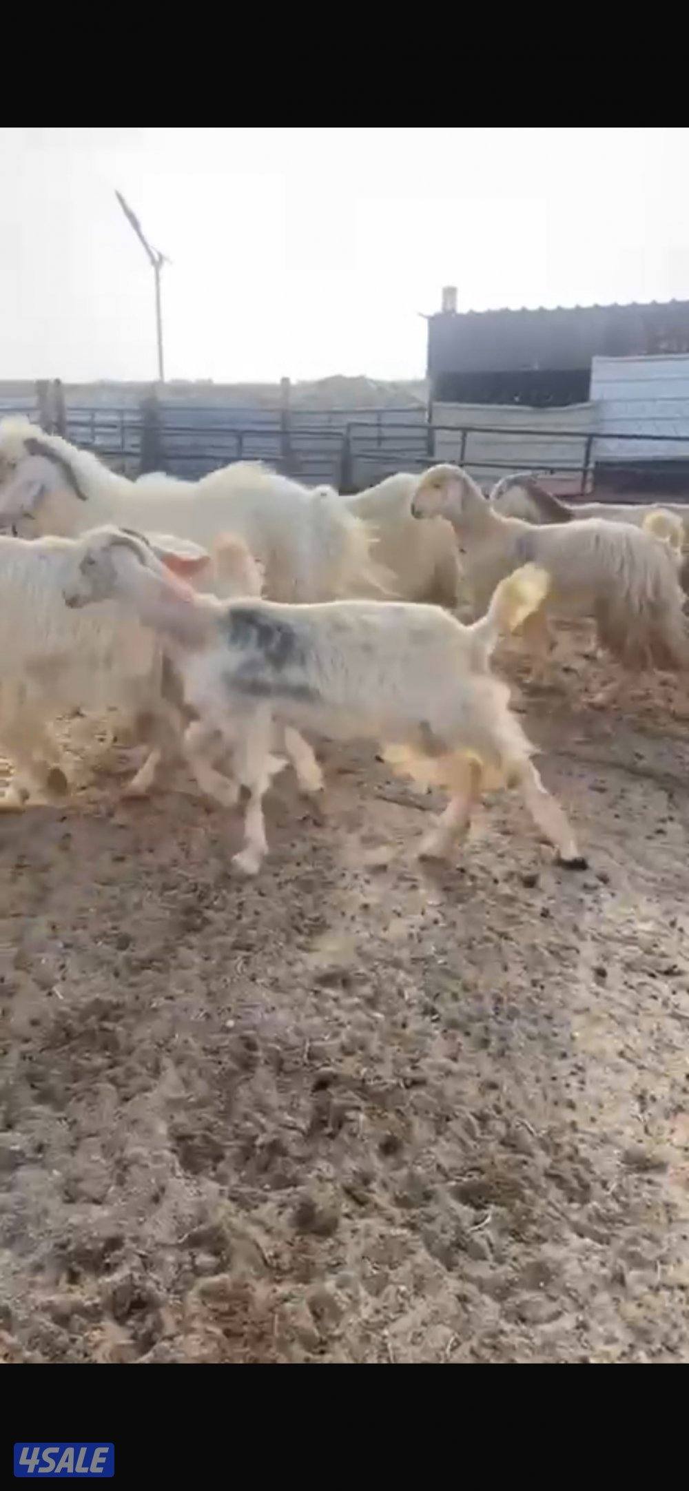 للبيع معزا عوارض مع فحلها1