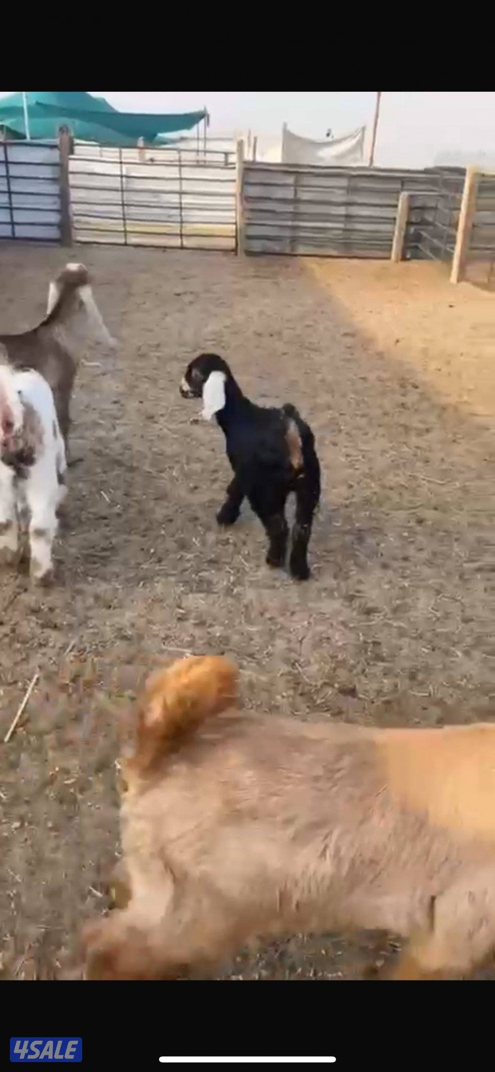 للبيع معزا عوارض مع فحلها2