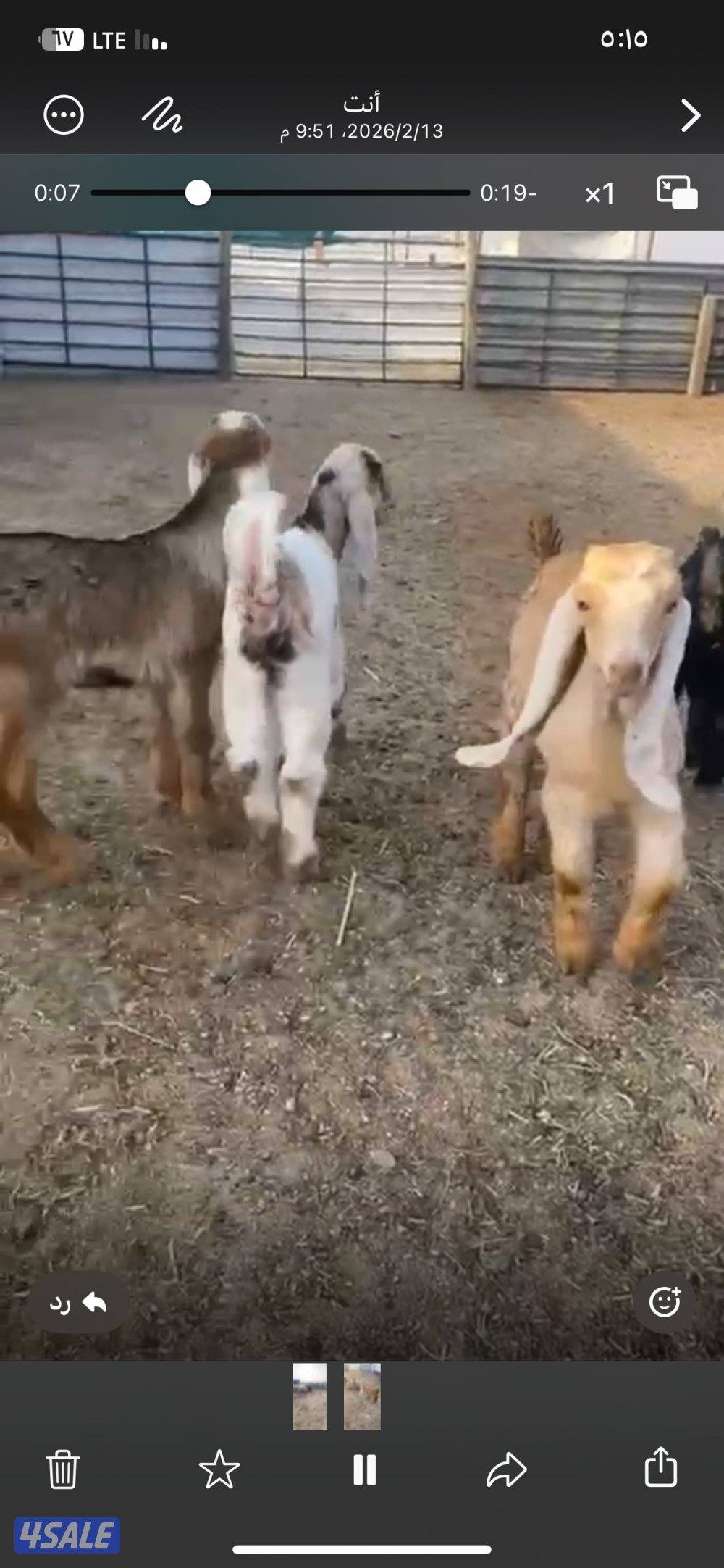 للبيع معزا عوارض مع فحلها3