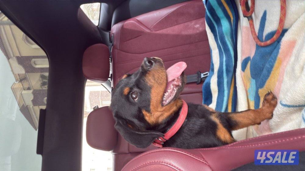 جرو روت ذكر متدرب اساسيات1